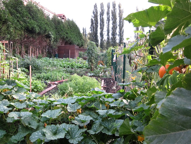 Le potager urbain collectif de Strasbourg - © J. Quintin